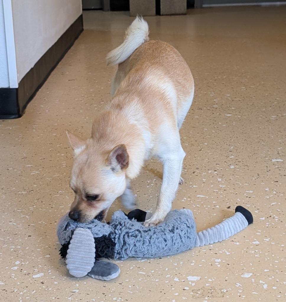 Pedro, a Adoptable mixed breed in Seven Points, TX image 3/4