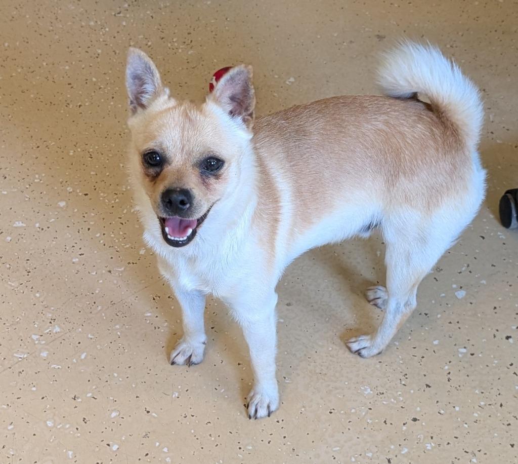 Pedro, a Adoptable mixed breed in Seven Points, TX image 4/4