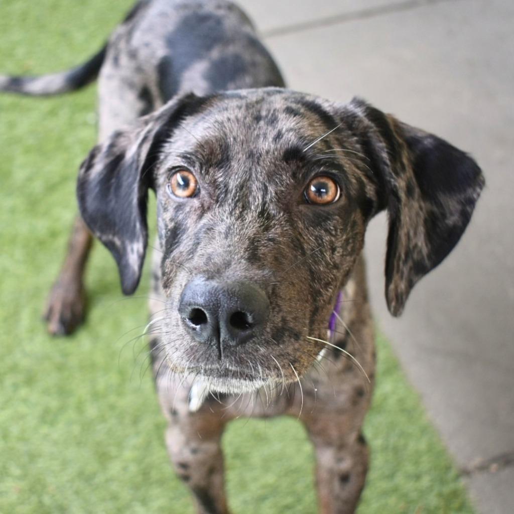 Lolly, Adoptable, Puppy Female Catahoula Leopard Dog.