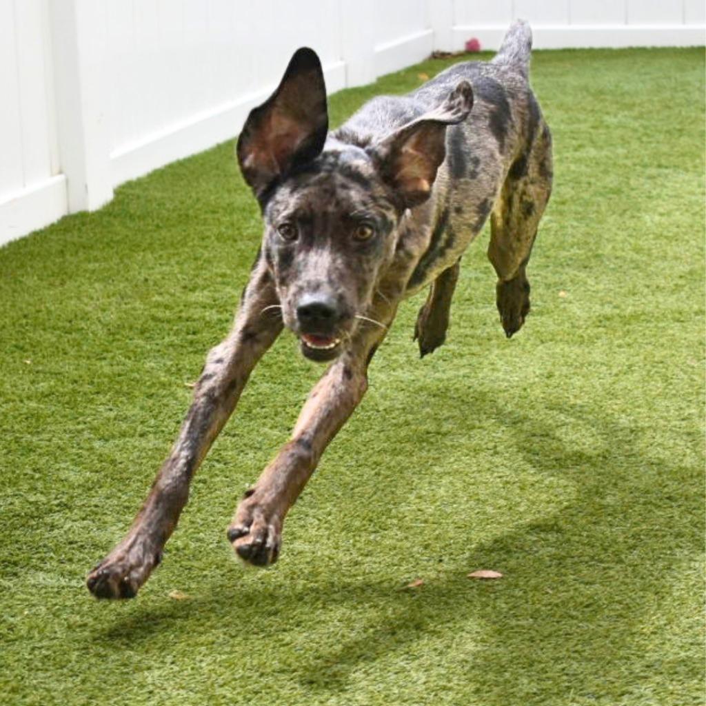 Enlarge Lolly, a Adoptable mixed breed in Saint Petersburg, FL image 2/4