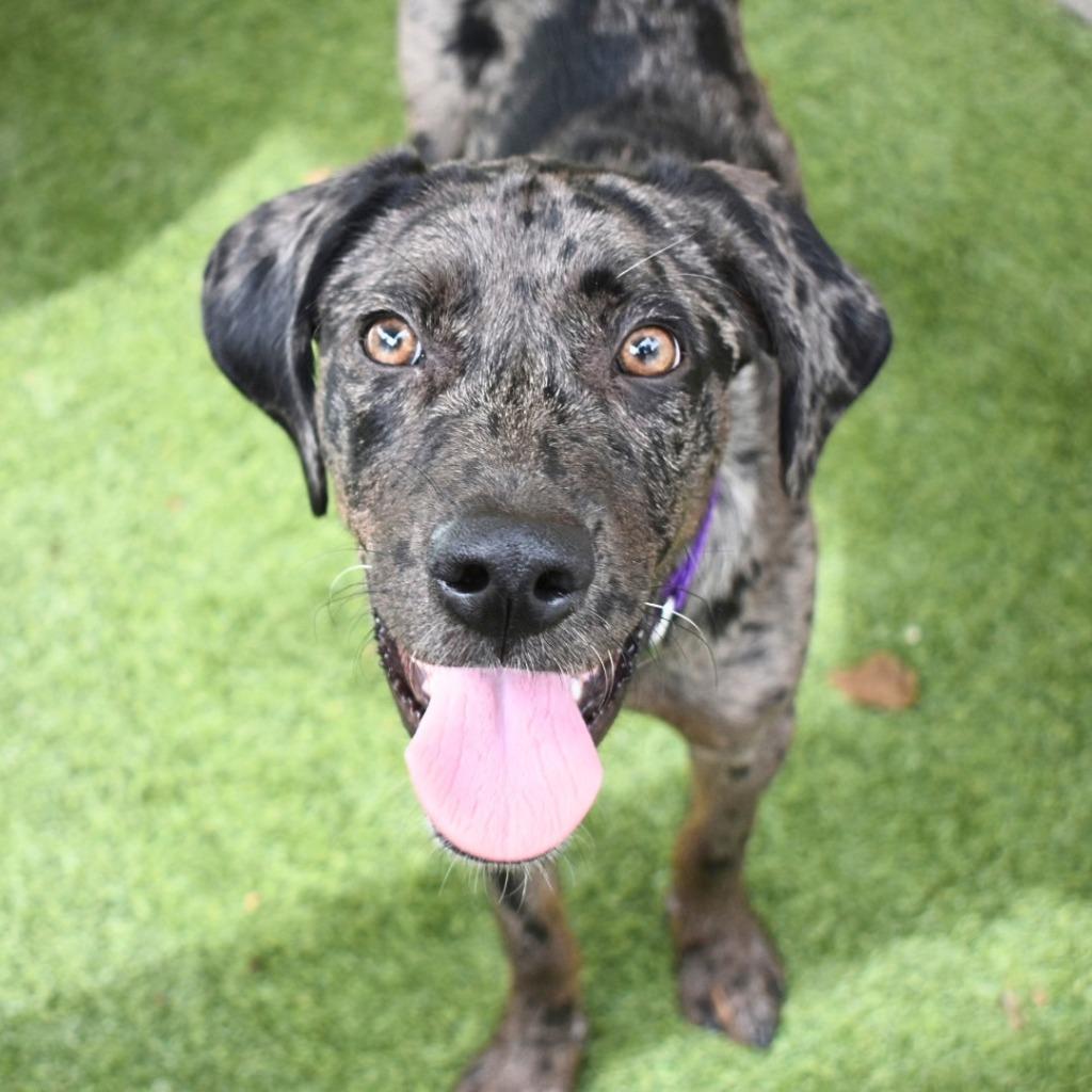 Enlarge Lolly, a Adoptable mixed breed in Saint Petersburg, FL image 3/4