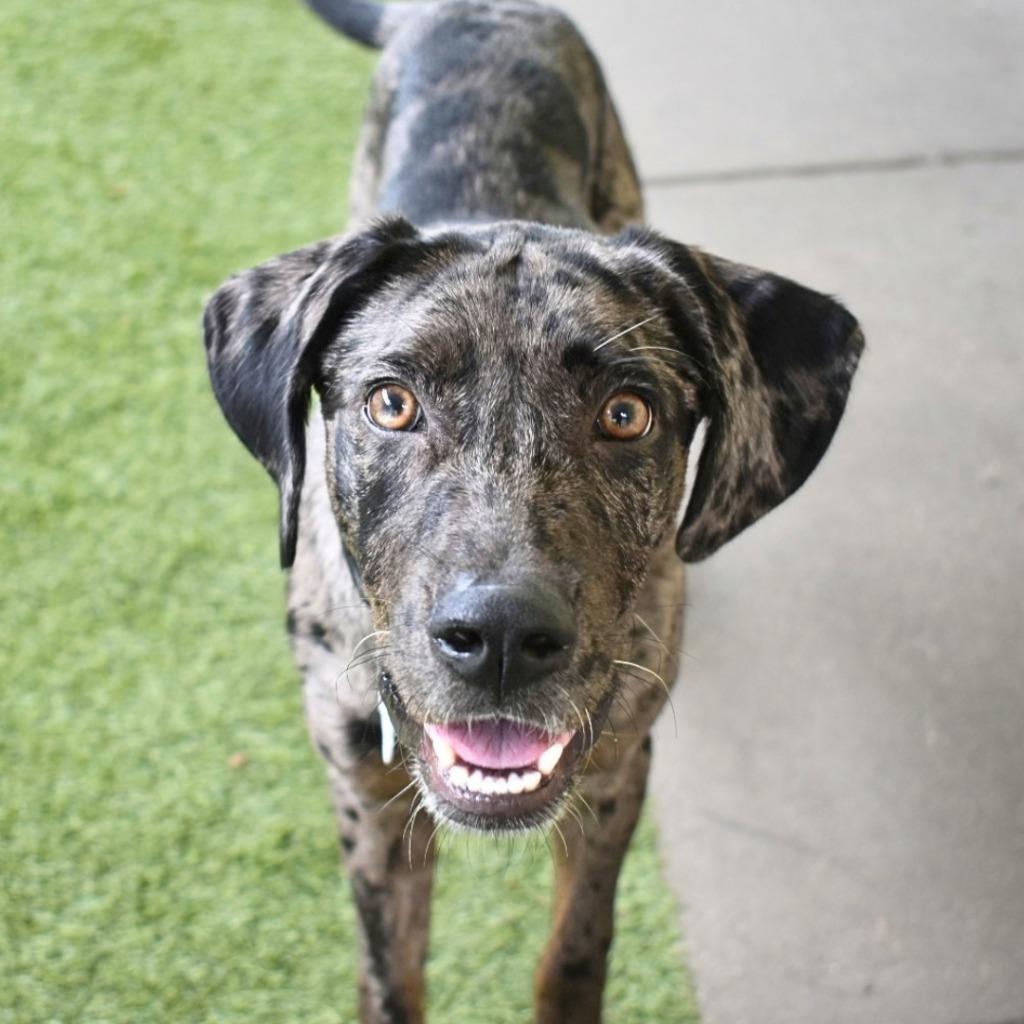 Enlarge Lolly, a Adoptable mixed breed in Saint Petersburg, FL image 4/4