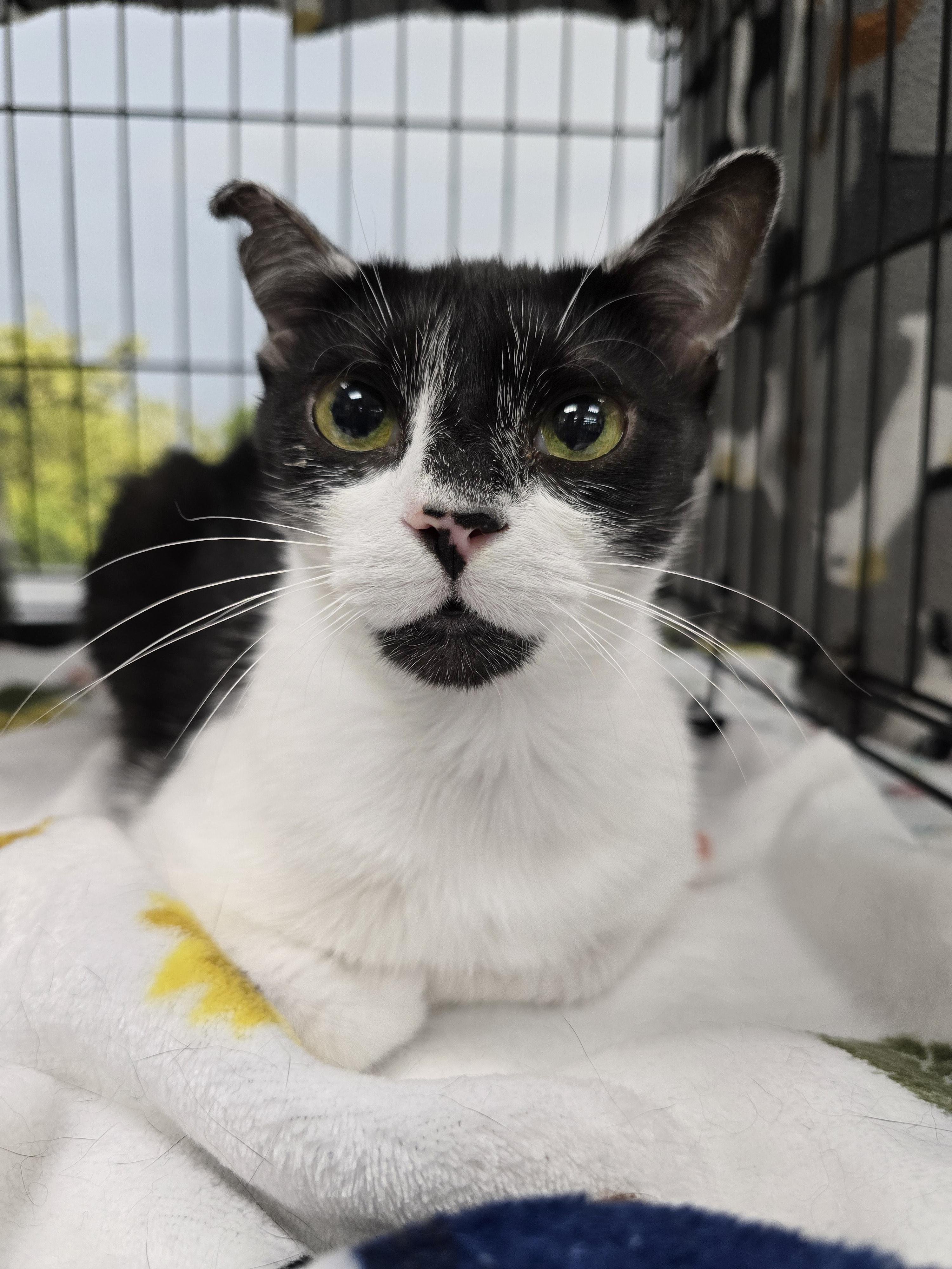 Enlarge Tuxie, a Adoptable Tuxedo in Easley, SC image 1/1