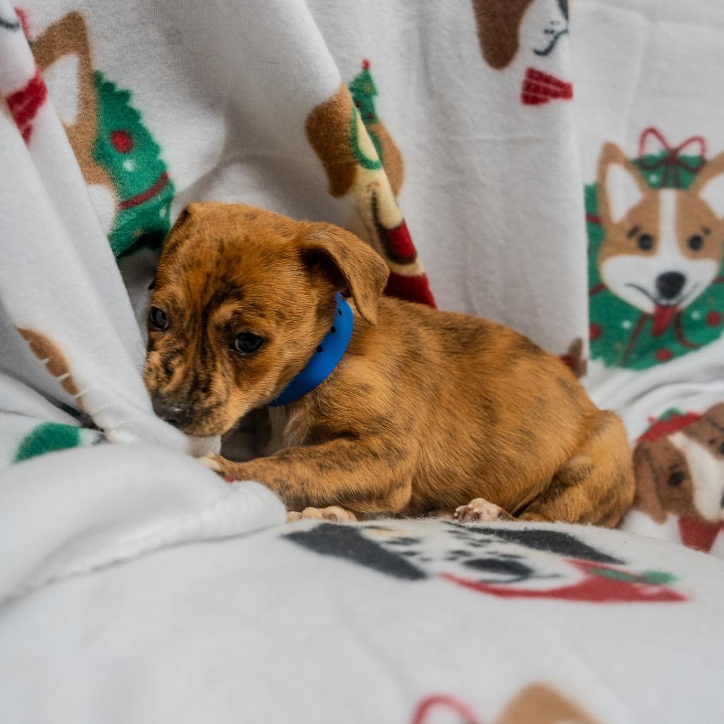 Enlarge Lil Vega, a Adoptable mixed breed in Pawling, NY image 1/6