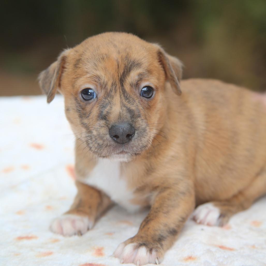 Enlarge Lil Vega, a Adoptable mixed breed in Pawling, NY image 2/6