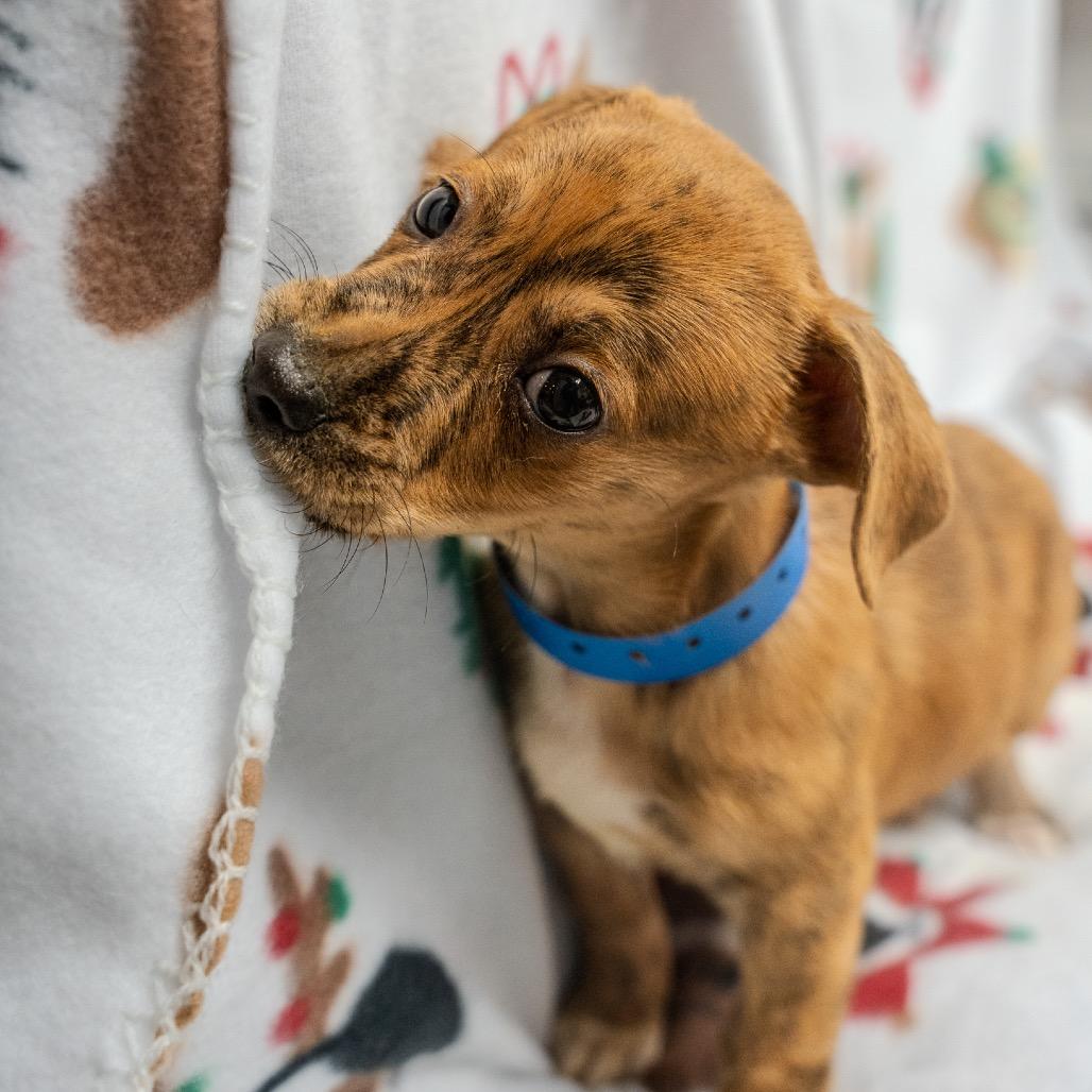 Enlarge Lil Vega, a Adoptable mixed breed in Pawling, NY image 3/6