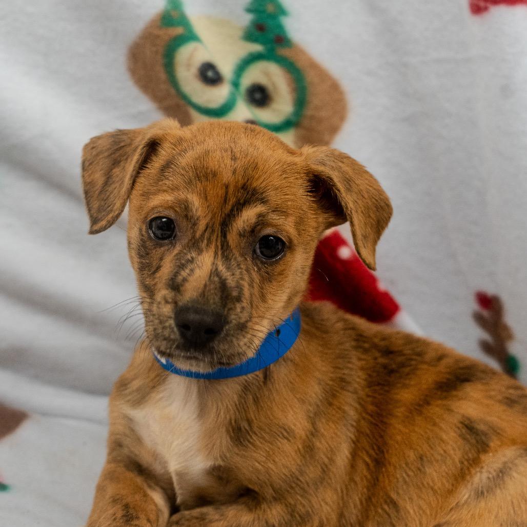 Enlarge Lil Vega, a Adoptable mixed breed in Pawling, NY image 4/6