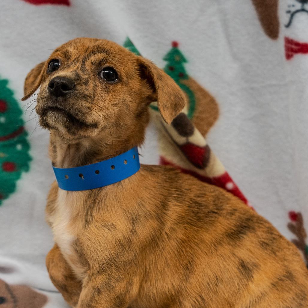 Enlarge Lil Vega, a Adoptable mixed breed in Pawling, NY image 5/6