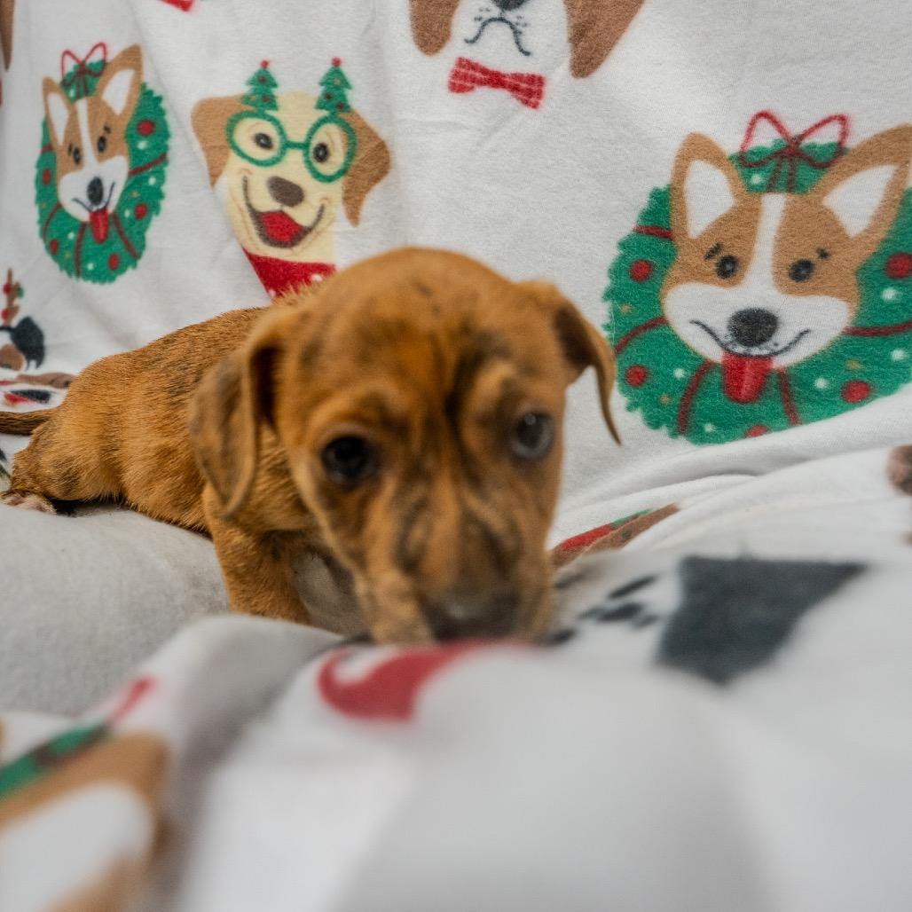 Enlarge Lil Vega, a Adoptable mixed breed in Pawling, NY image 6/6