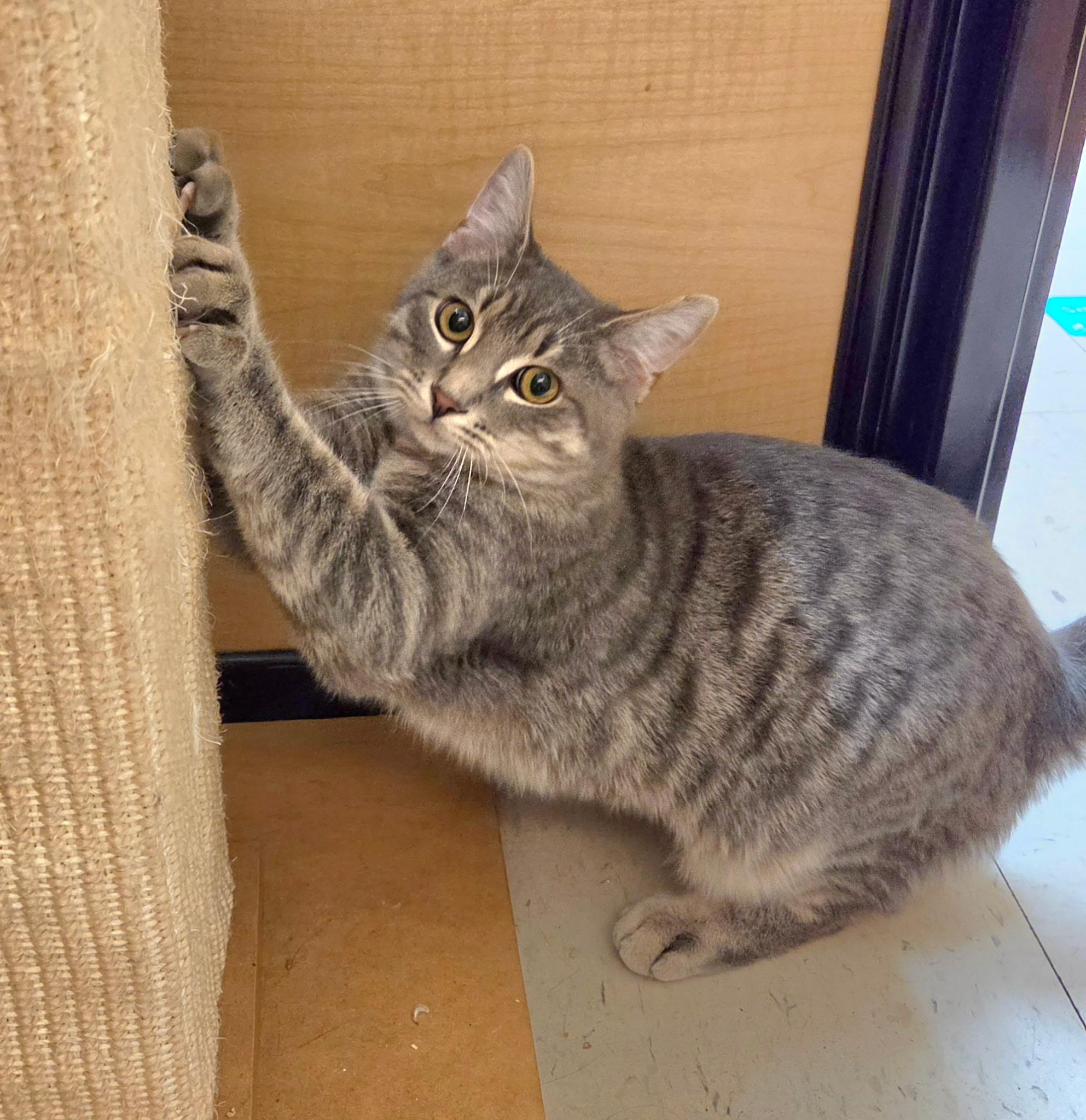 Enlarge Frodo, a Adoptable Domestic Short Hair in Liverpool, NY image 4/5