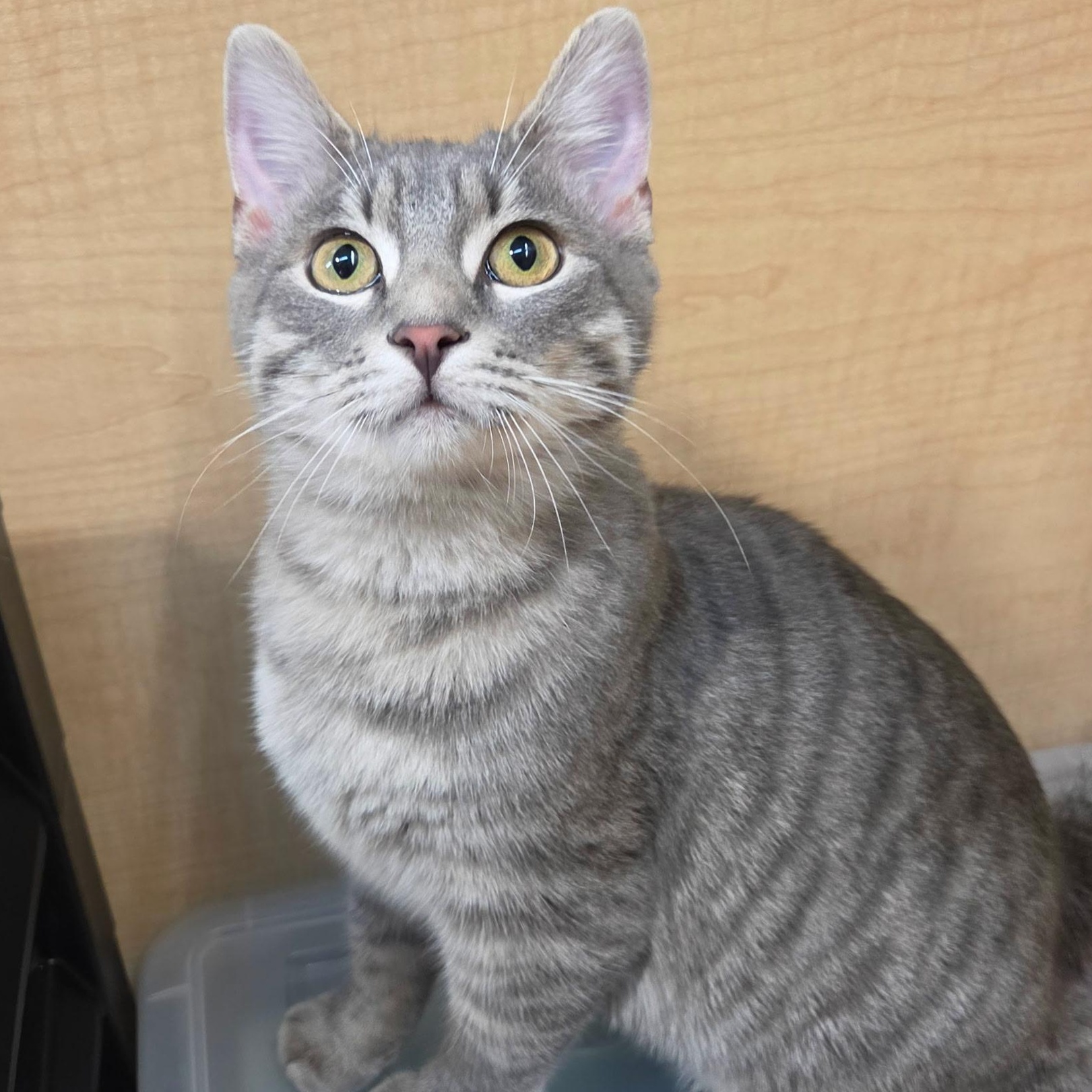 Enlarge Frodo, a Adoptable Domestic Short Hair in Liverpool, NY image 1/5
