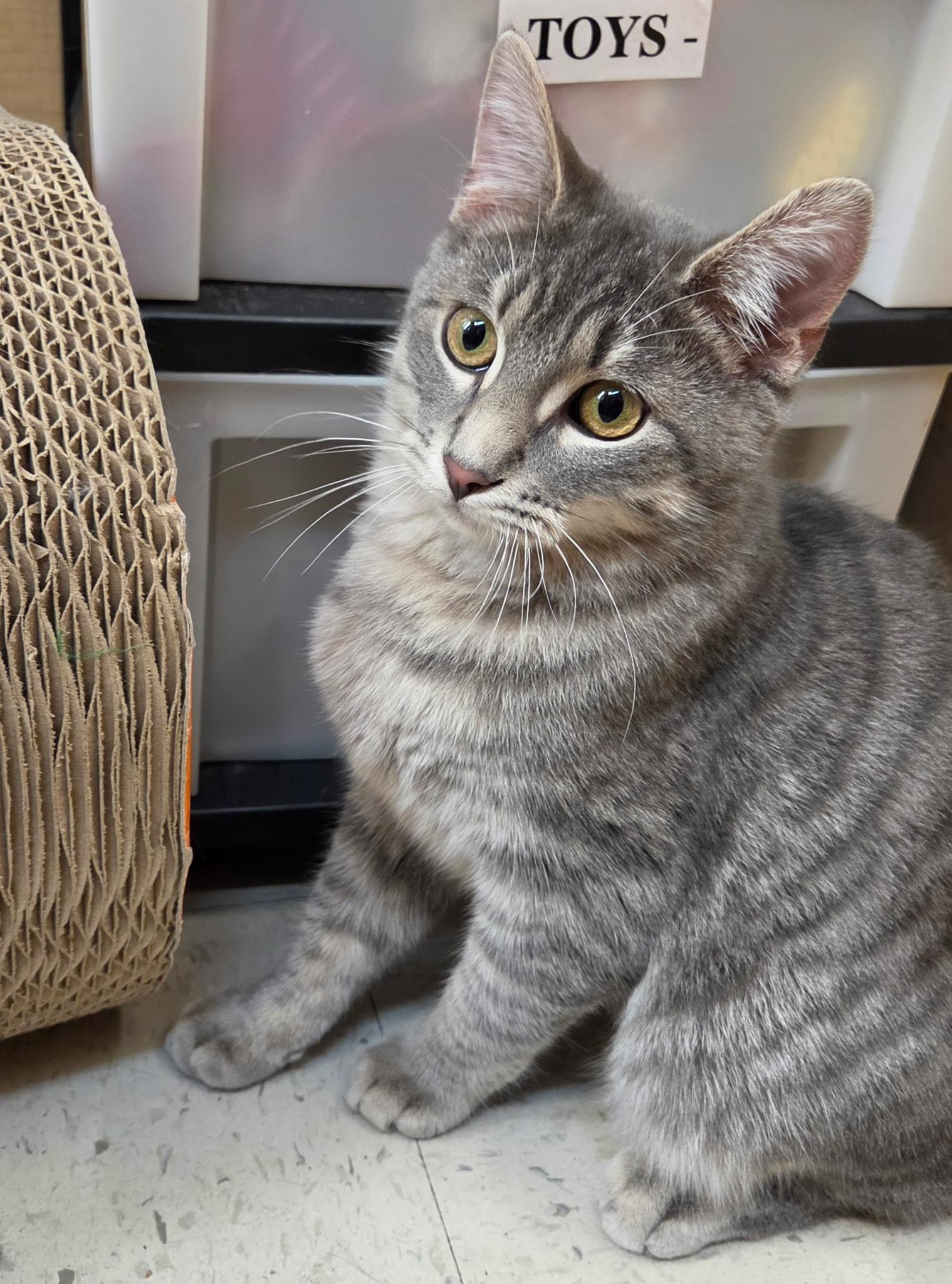 Enlarge Frodo, a Adoptable Domestic Short Hair in Liverpool, NY image 3/5