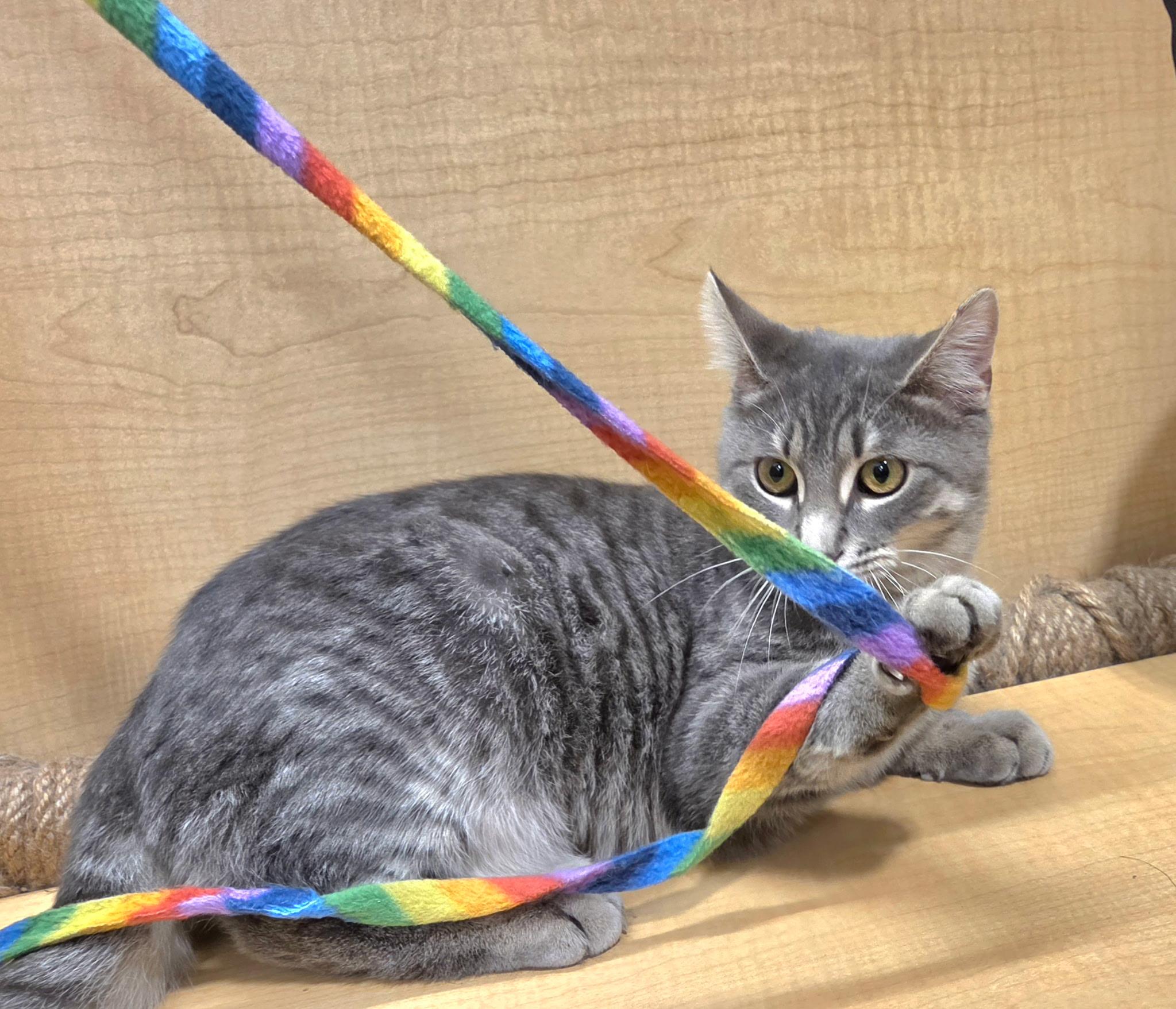 Enlarge Frodo, a Adoptable Domestic Short Hair in Liverpool, NY image 5/5