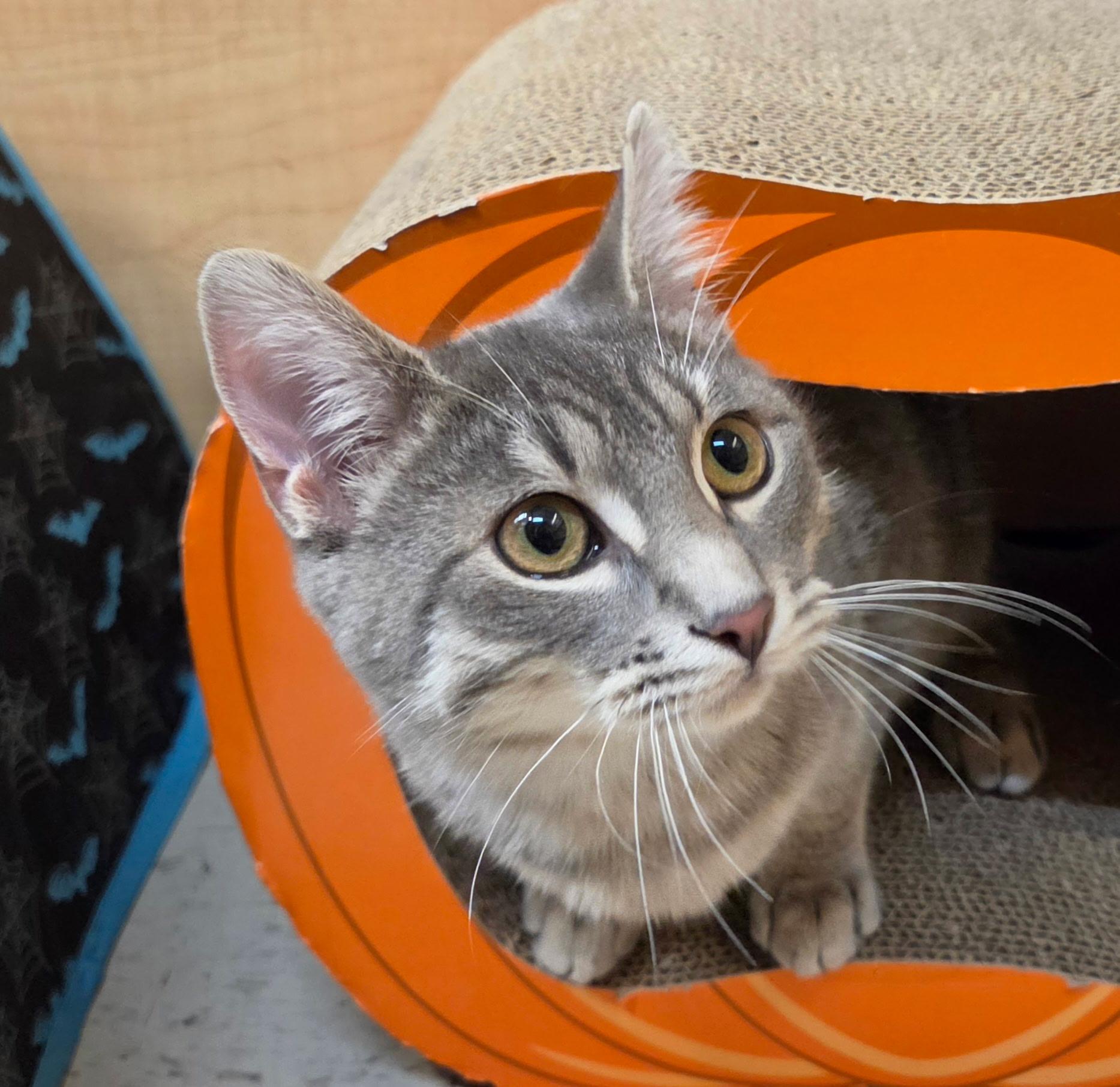 Enlarge Frodo, a Adoptable Domestic Short Hair in Liverpool, NY image 2/5