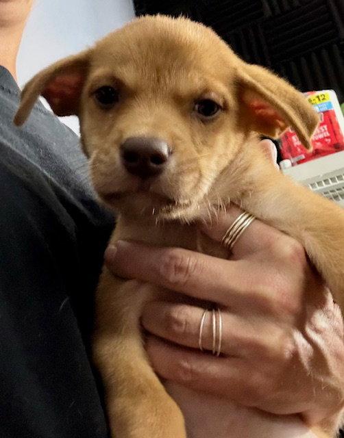 Oakley, a Adoptable Labrador Retriever in Lake Hopatcong, NJ image 2/2