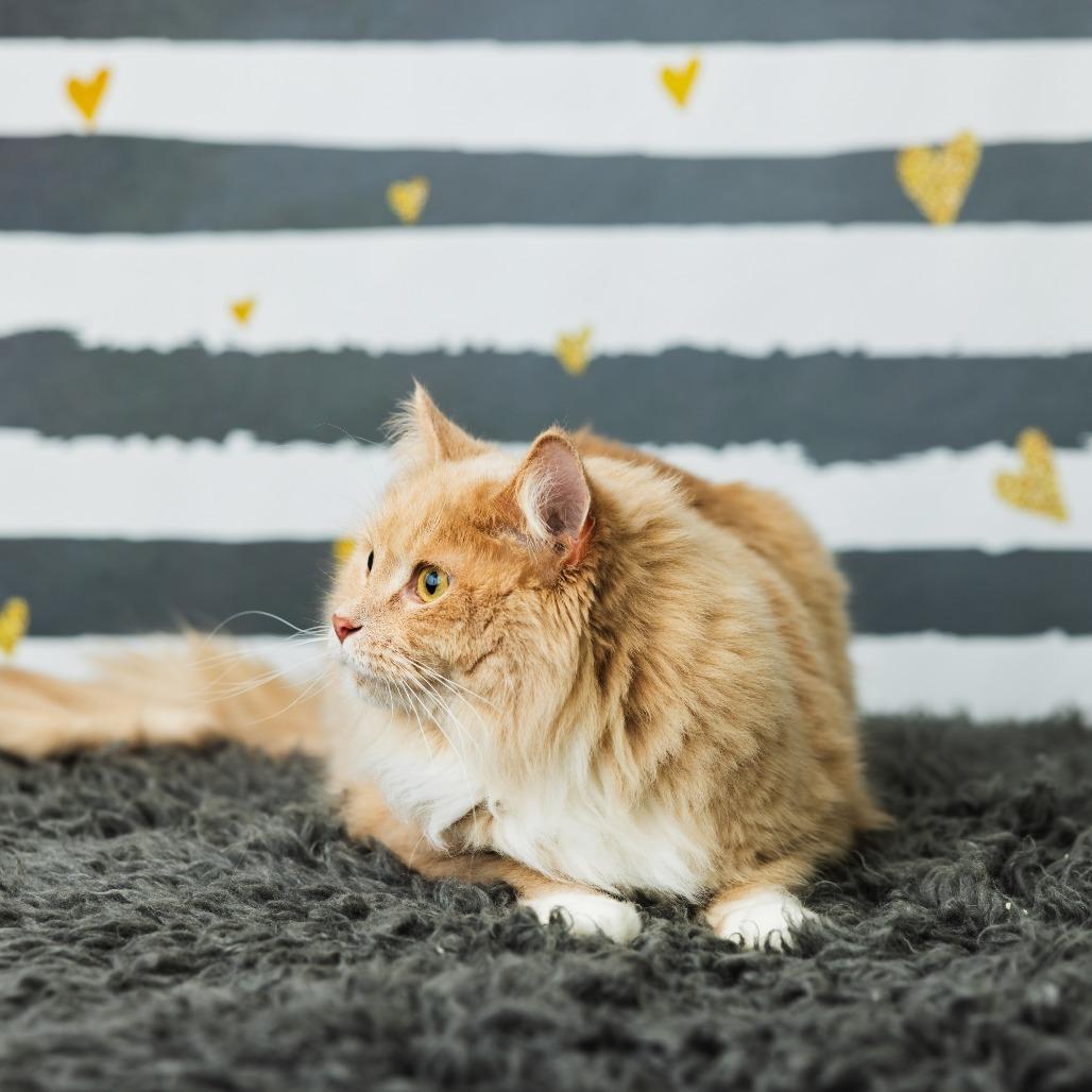 Georgy Peorgy, Adoptable, Adult Male Domestic Medium Hair.