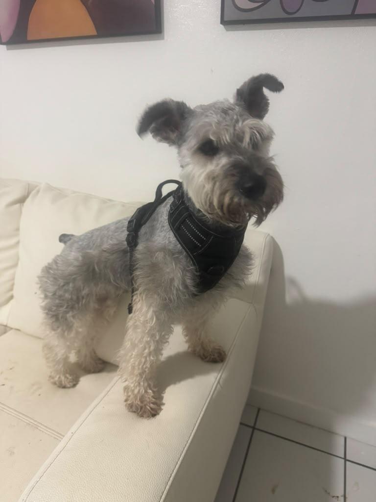 Enlarge Echo, a Adoptable Miniature Schnauzer in Miami, FL image 4/6