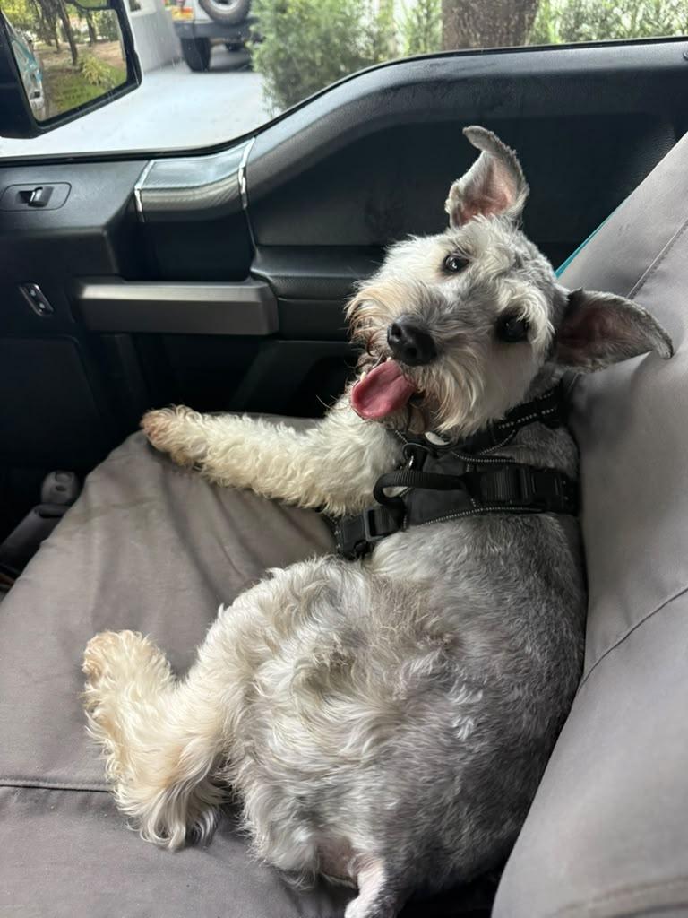 Enlarge Echo, a Adoptable Miniature Schnauzer in Miami, FL image 5/6