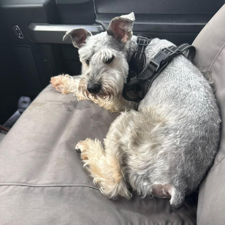 Enlarge Echo, a Adoptable Miniature Schnauzer in Miami, FL image 6/6