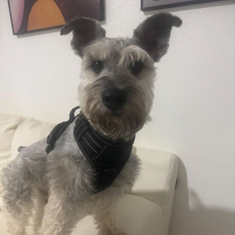 Echo, Adoptable, Young Male Miniature Schnauzer.