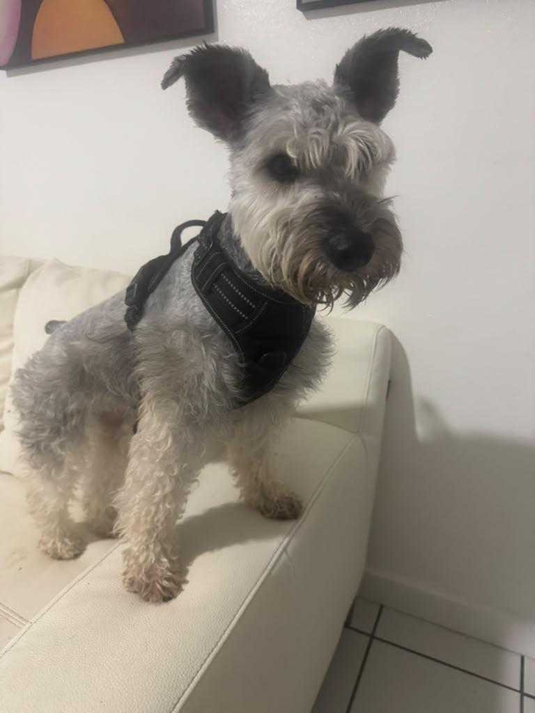 Enlarge Echo, a Adoptable Miniature Schnauzer in Miami, FL image 3/6