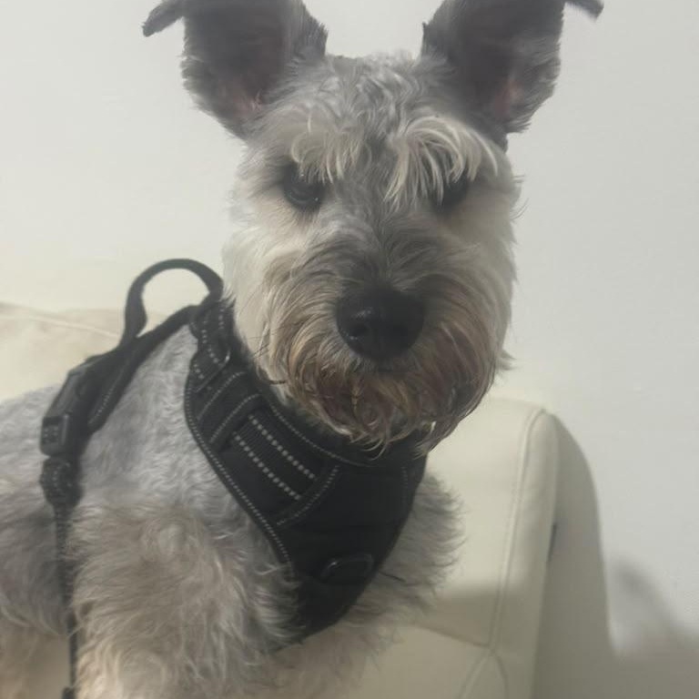 Enlarge Echo, a Adoptable Miniature Schnauzer in Miami, FL image 2/6