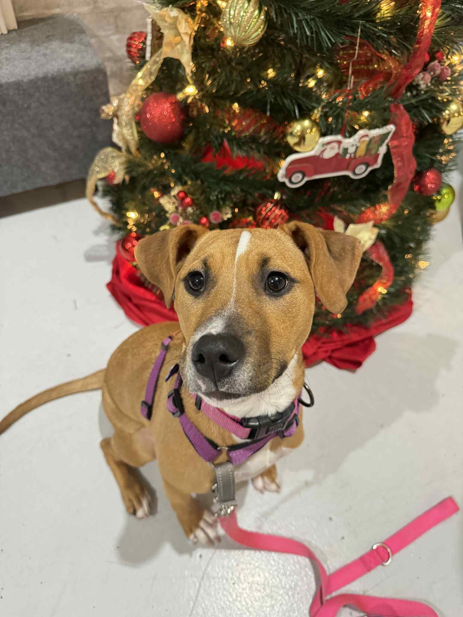 Phoenix, a Adoptable mixed breed in Columbia, MO image 1/6
