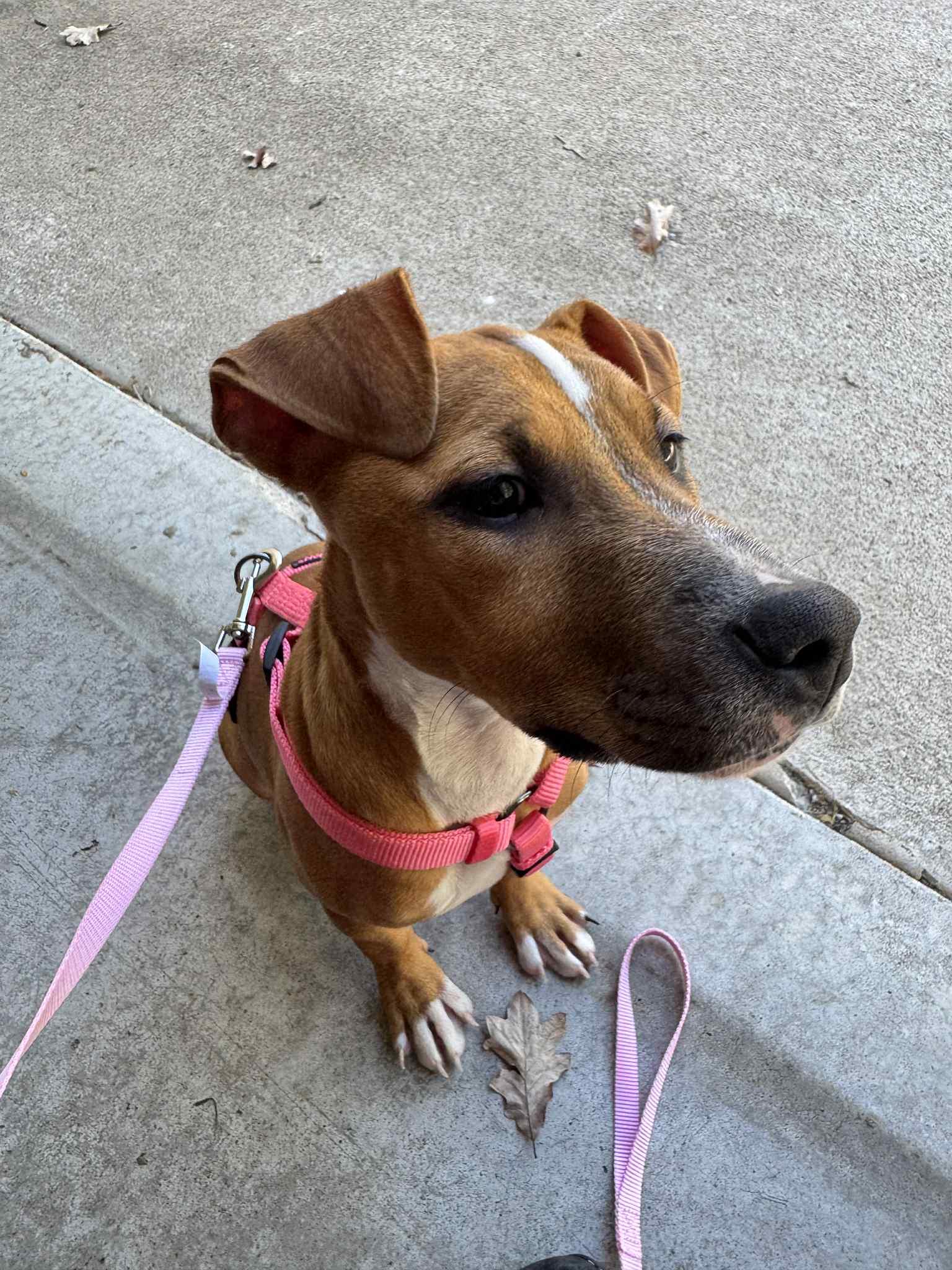 Phoenix, a Adoptable mixed breed in Columbia, MO image 3/6