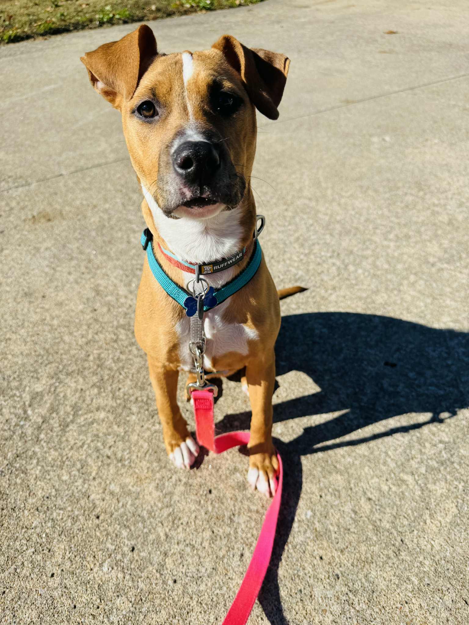 Phoenix, Adoptable, Puppy Female Rhodesian Ridgeback.