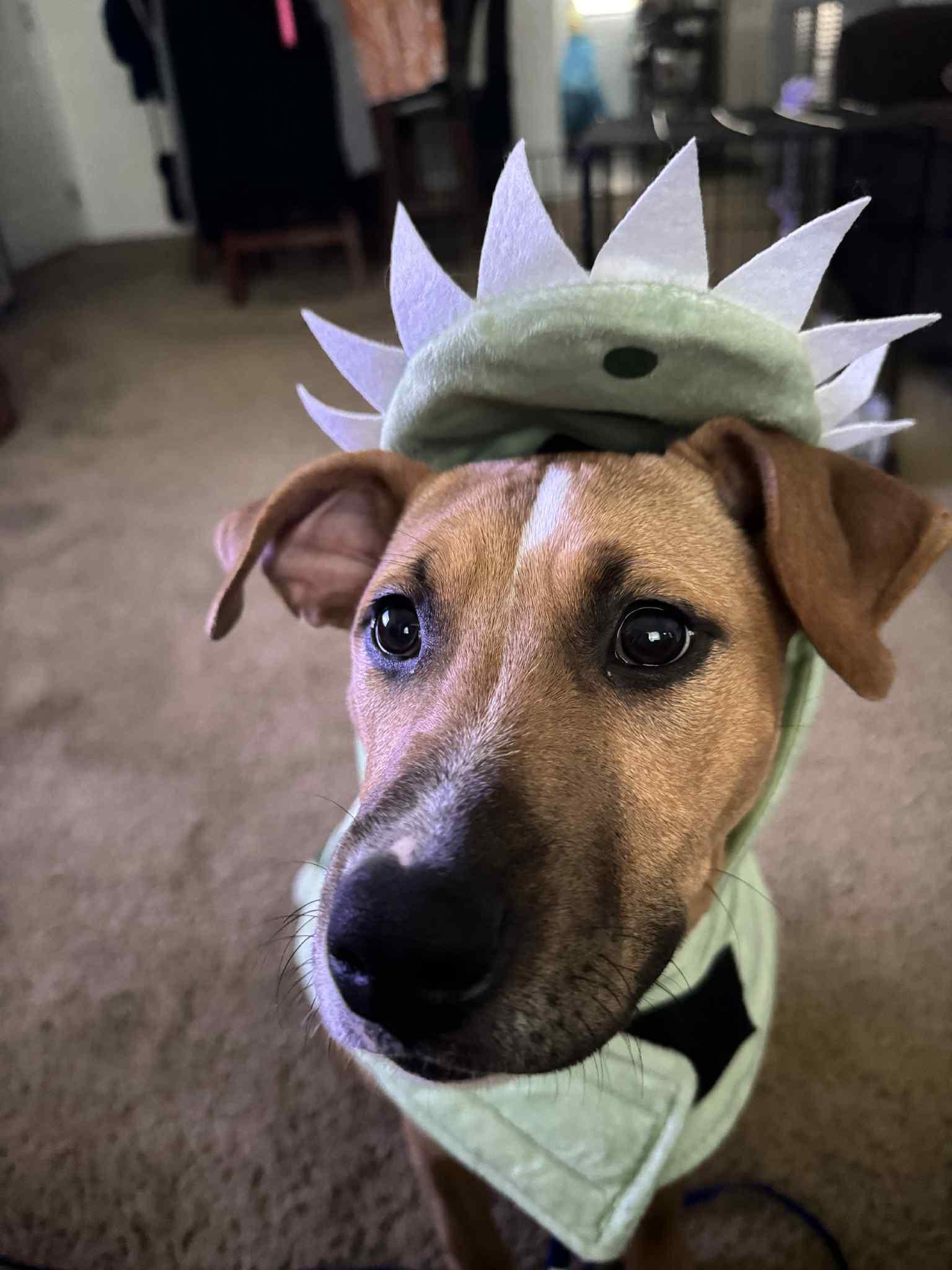 Phoenix, a Adoptable mixed breed in Columbia, MO image 4/6