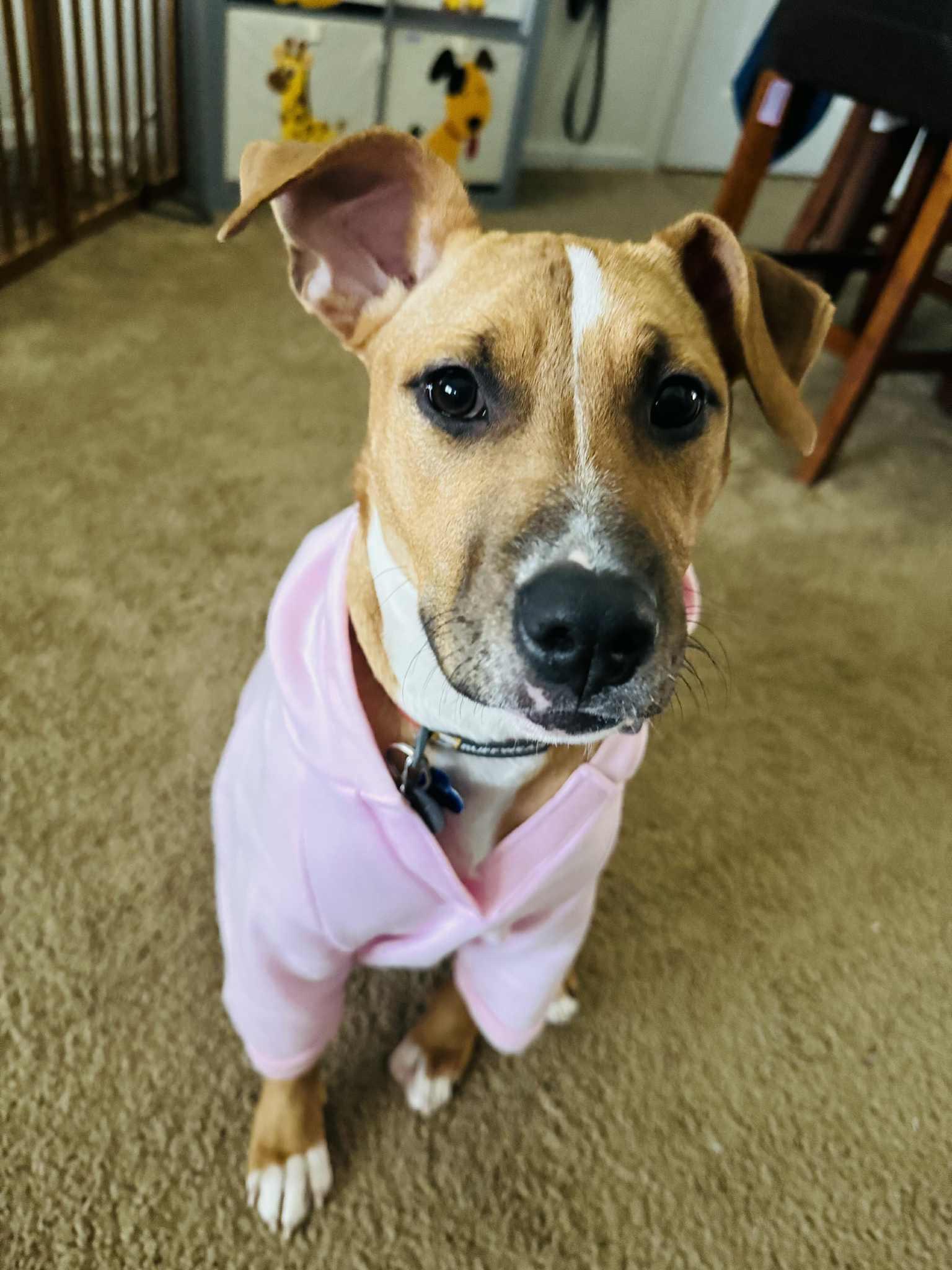 Phoenix, a Adoptable mixed breed in Columbia, MO image 5/6