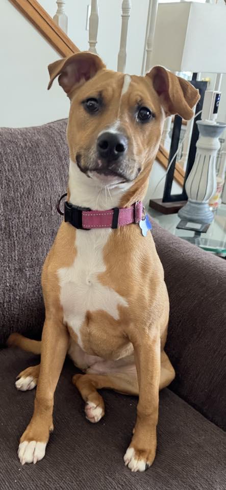 Phoenix, Adoptable, Puppy Female Rhodesian Ridgeback.