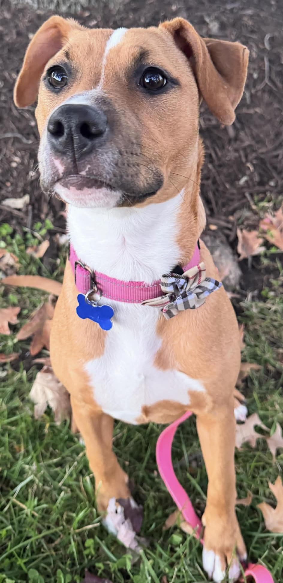 Enlarge Phoenix, a Adoptable mixed breed in Columbia, MO image 2/6