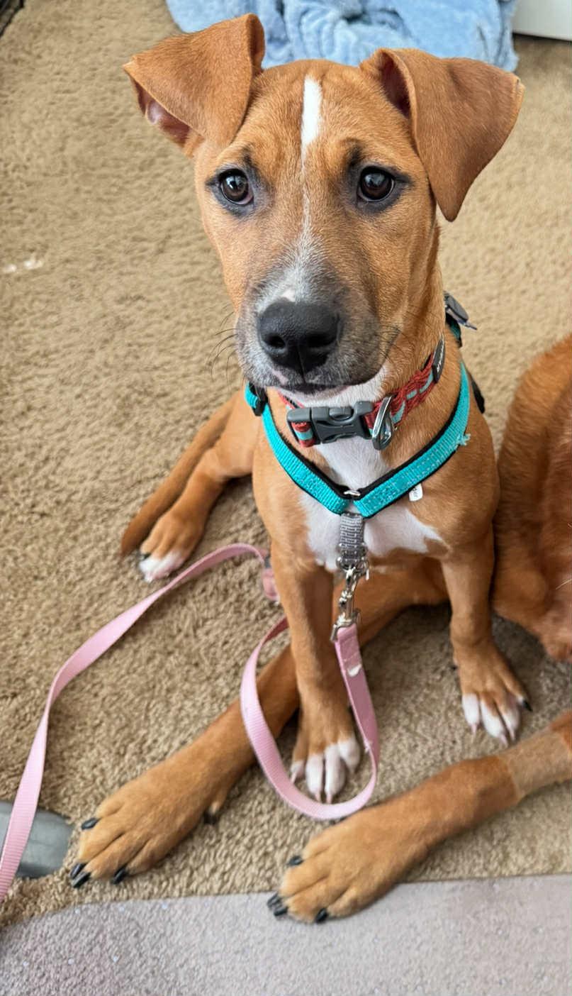 Phoenix, a Adoptable mixed breed in Columbia, MO image 6/6