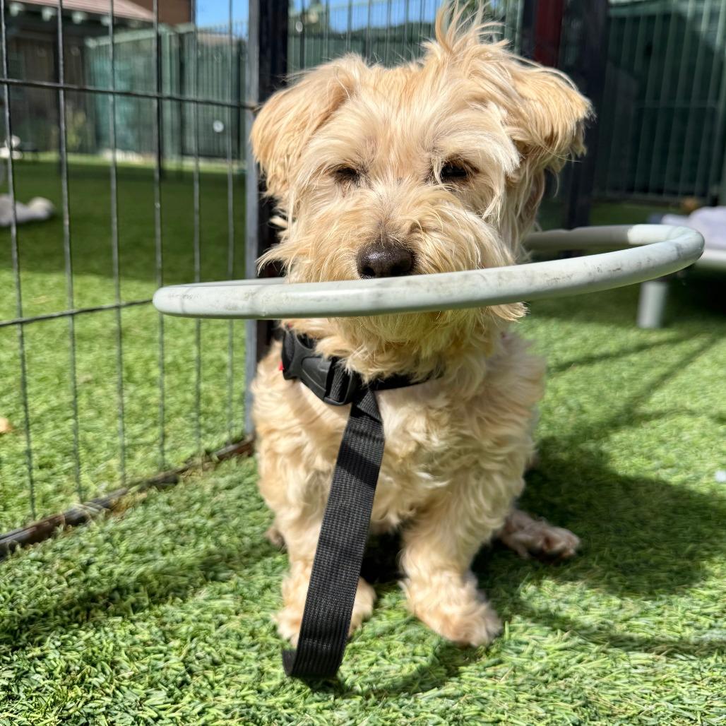 Piper, Adoptable, Adult Female Maltese.