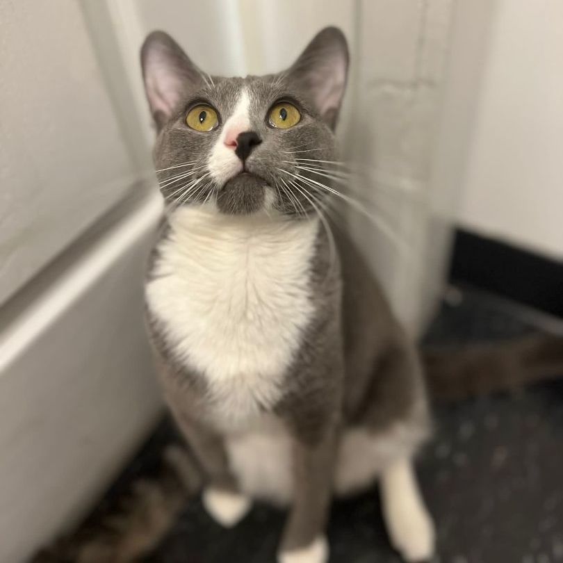 Smokey the super friendly feline 5