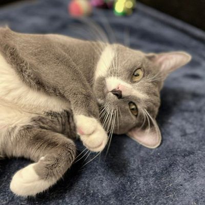 Smokey the super friendly feline 1