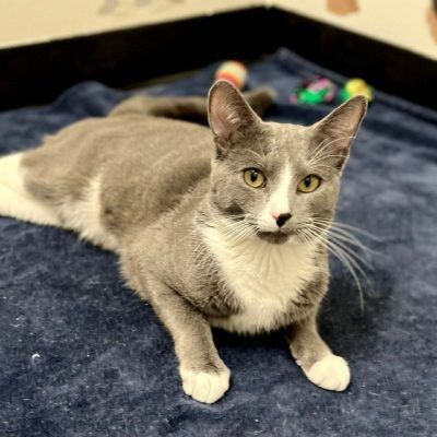 Smokey the super friendly feline 3