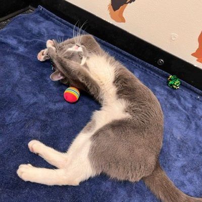 Smokey the super friendly feline 4