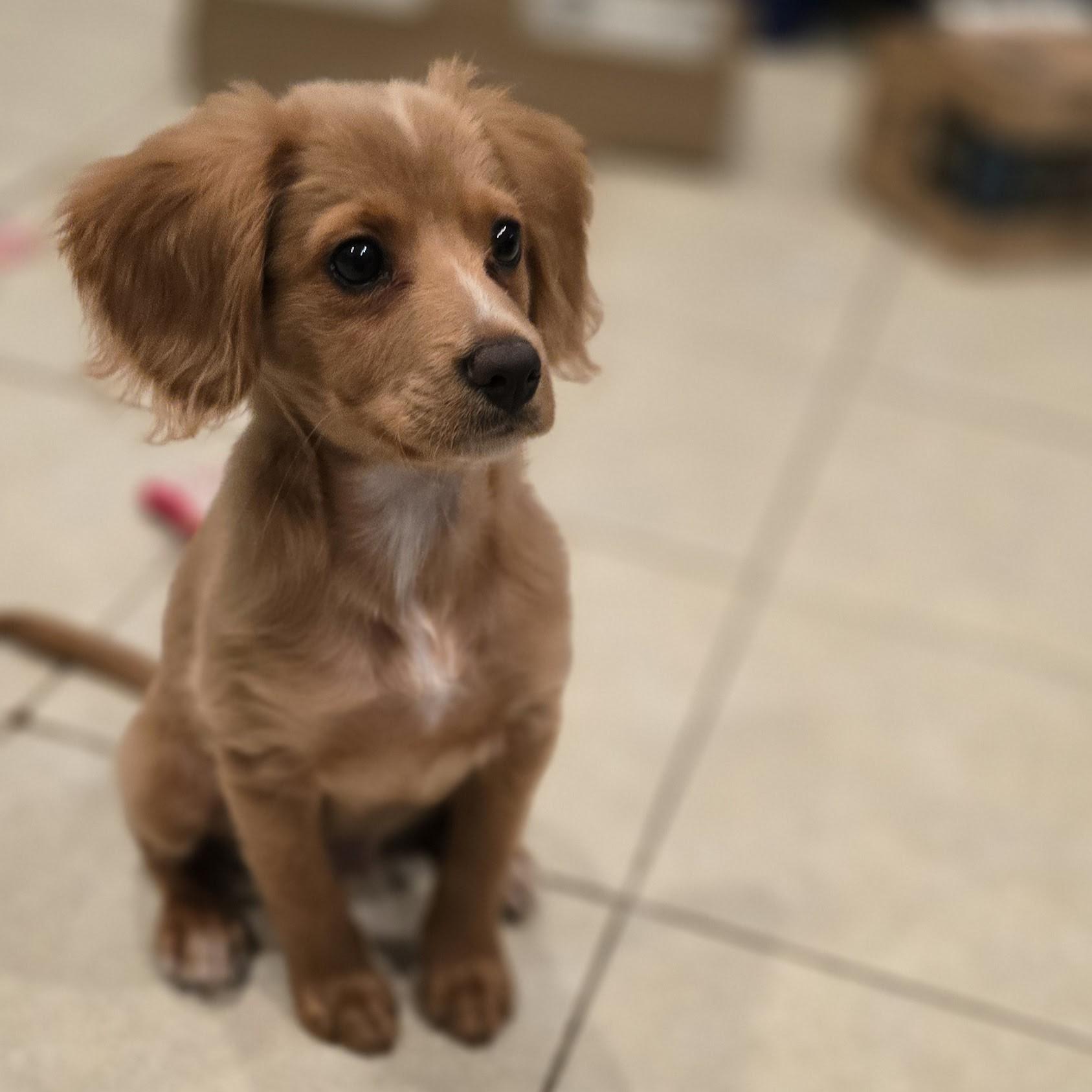 Enlarge Bruno, an adopted mixed breed in Normal, IL image 5/5