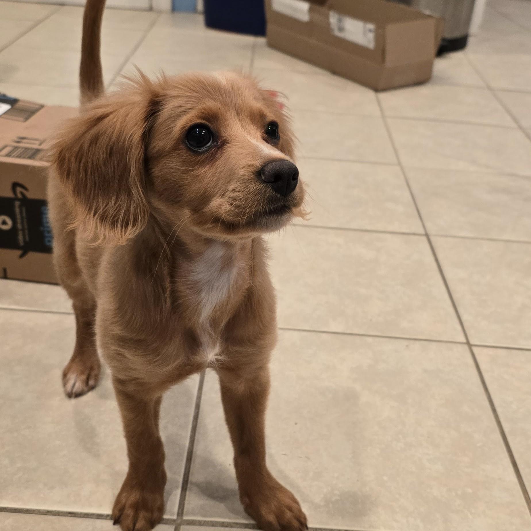 Enlarge Bruno, an adopted mixed breed in Normal, IL image 3/5