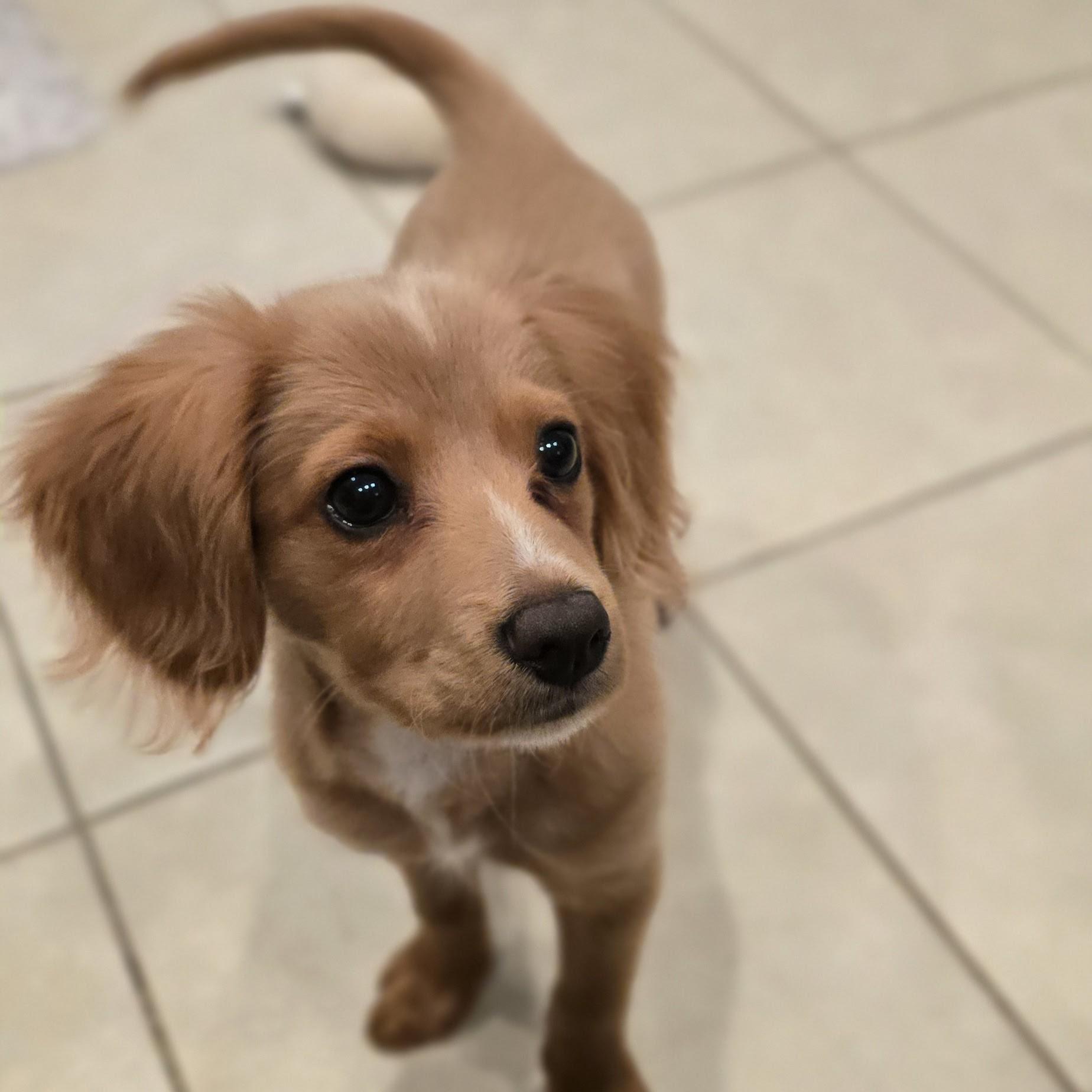 Enlarge Bruno, an adopted mixed breed in Normal, IL image 2/5