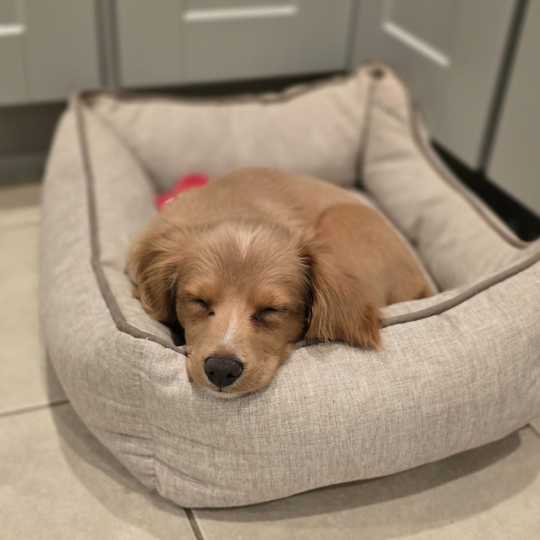 Enlarge Bruno, an adopted mixed breed in Normal, IL image 4/5