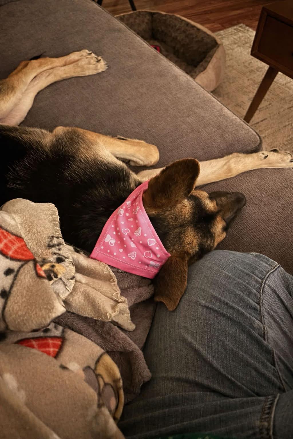 RAYA GS — thumbnail 3