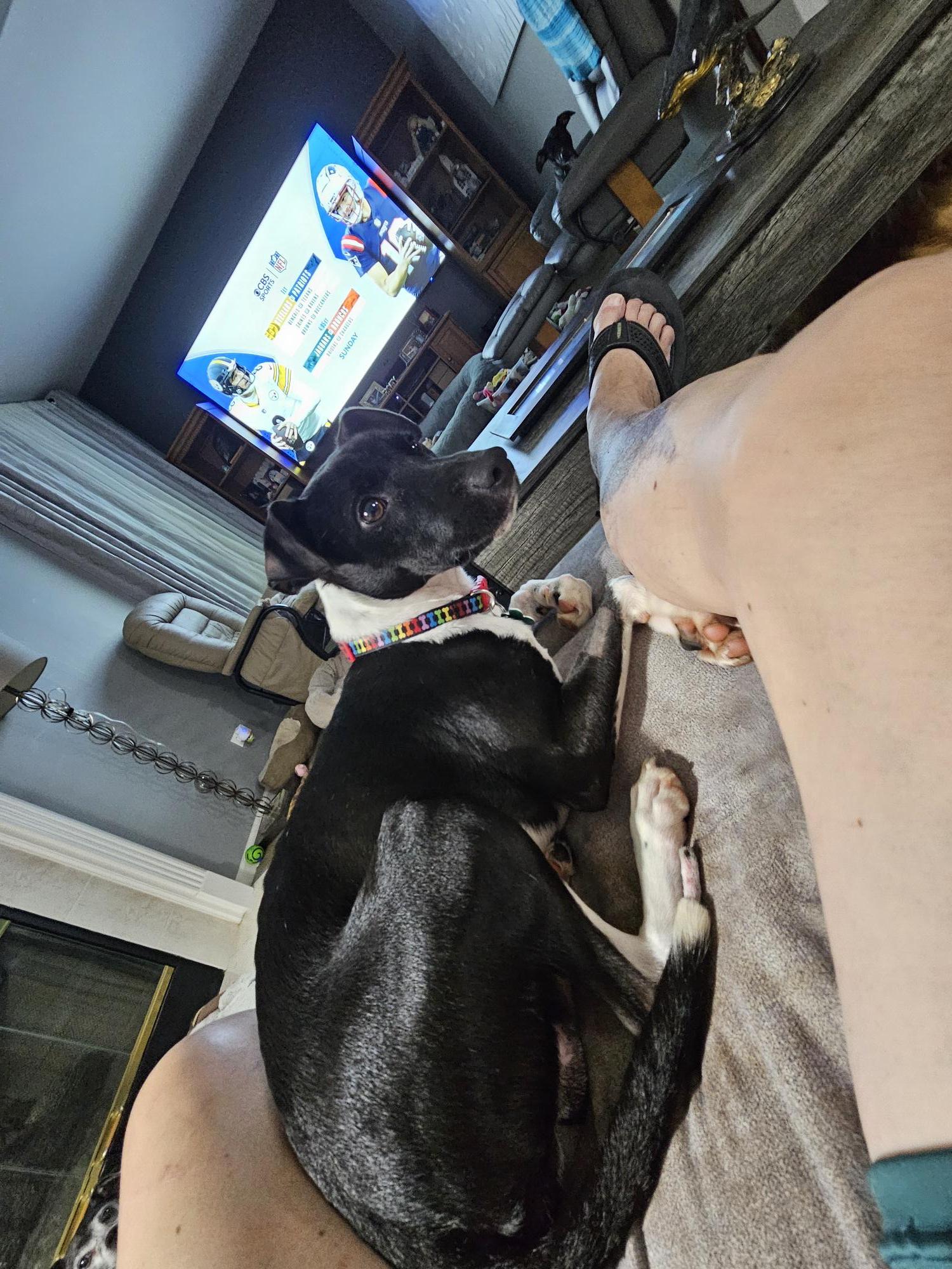 Enlarge Bentley, a Adoptable mixed breed in Aurora, IL image 5/6
