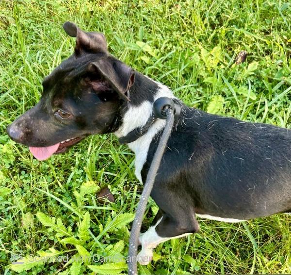 Enlarge Bentley, a Adoptable mixed breed in Aurora, IL image 2/2