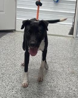 Bentley, Adoptable, Adult Male Terrier.