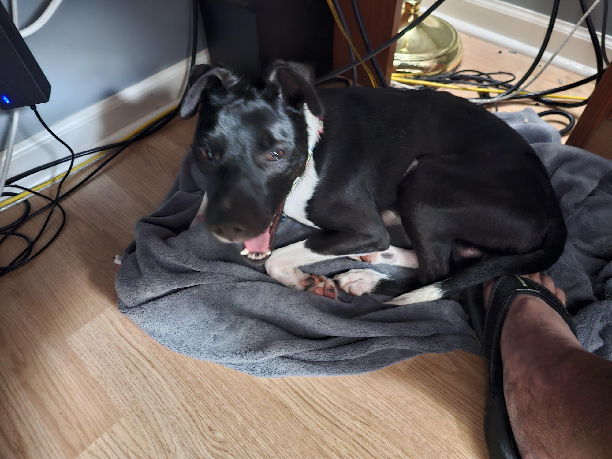 Bentley, Adoptable, Adult Male Terrier & Whippet.