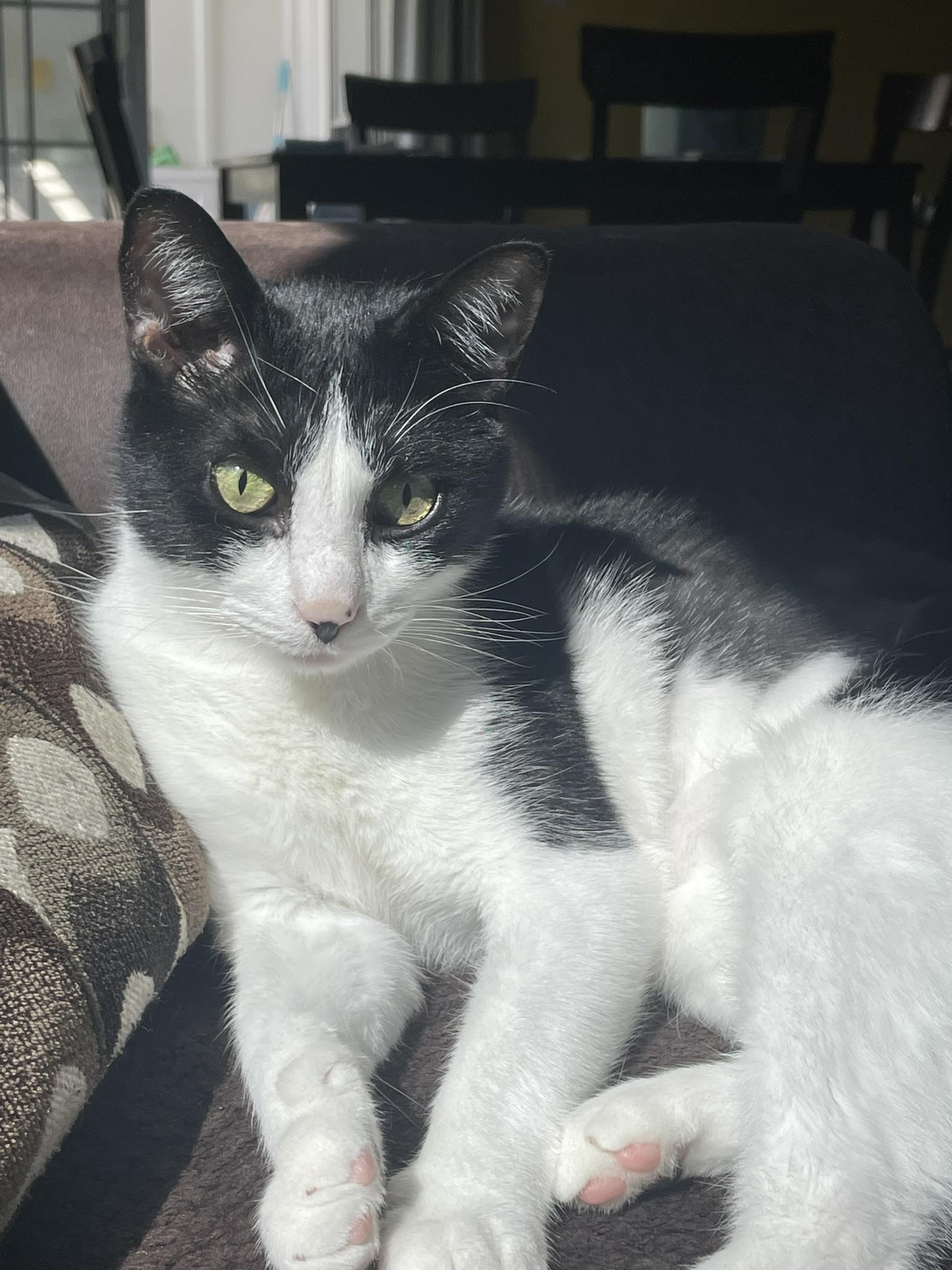 Enlarge Milkshake, a Adoptable Domestic Short Hair in Indianapolis, IN image 1/6