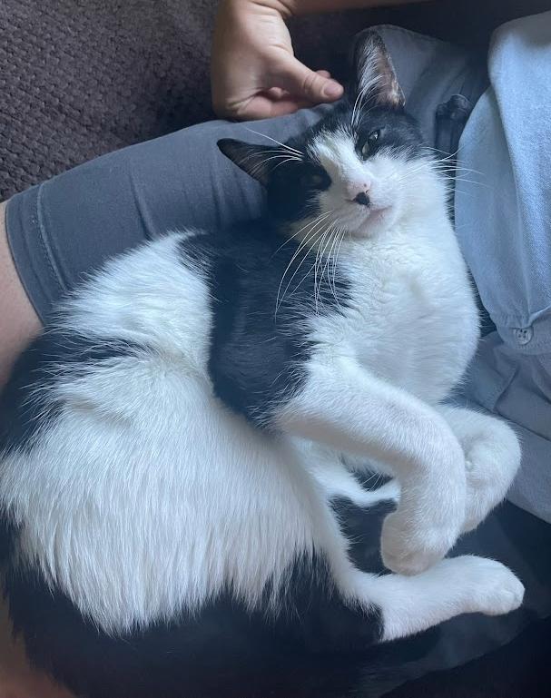 Enlarge Milkshake, a Adoptable Domestic Short Hair in Indianapolis, IN image 2/6